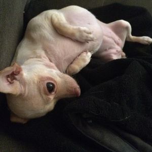 Meet your Posher, Deidre